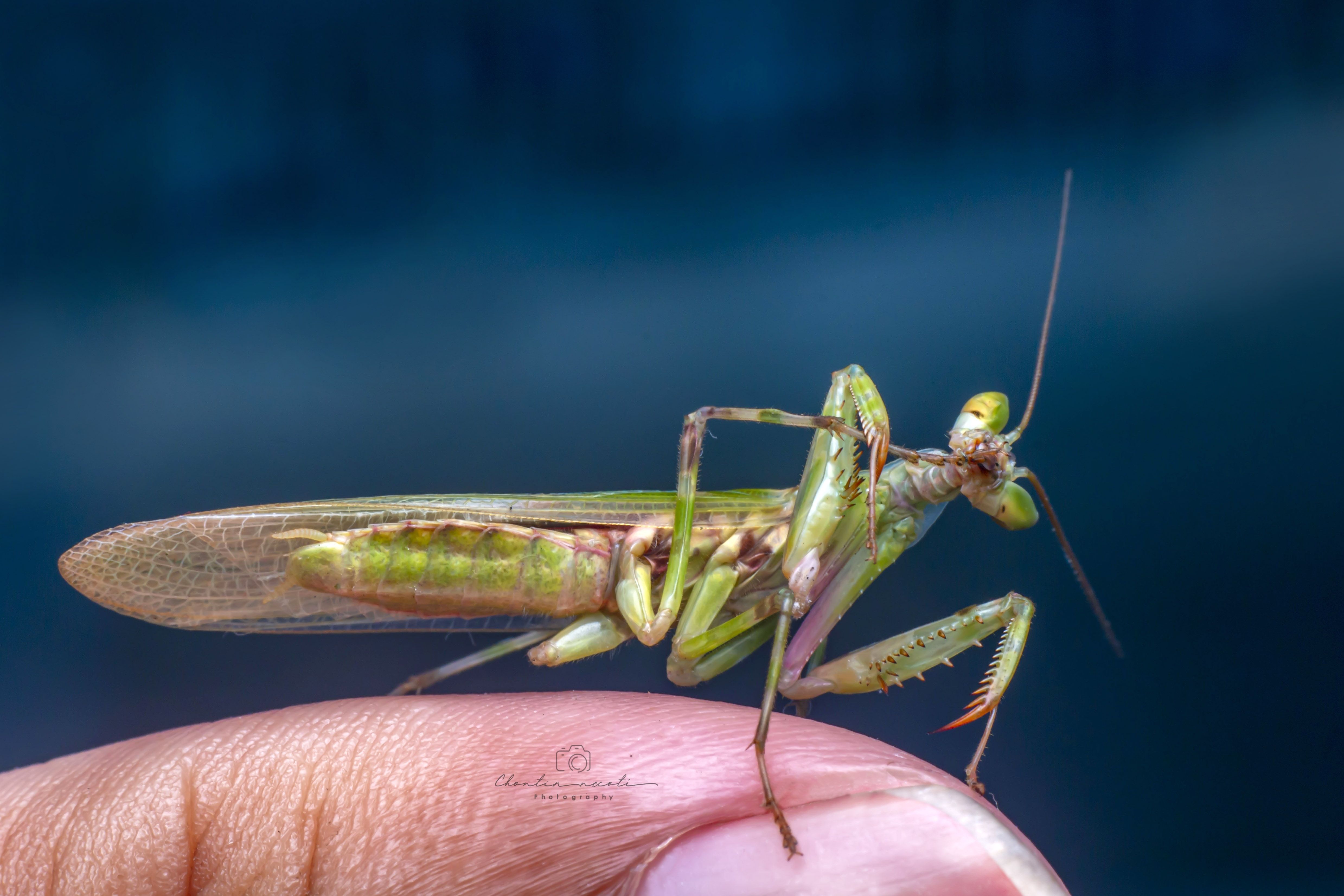mantis, small, macro, nature, natural, insect, wings, green, fing, beauty, beautiful, nice, animal, NeCoTi ChonTin