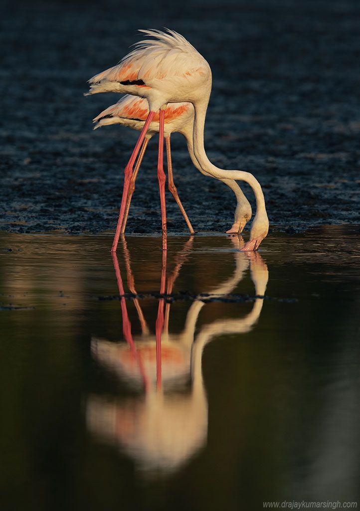 Greater flamingos feeding, Dr Ajay Kumar Singh