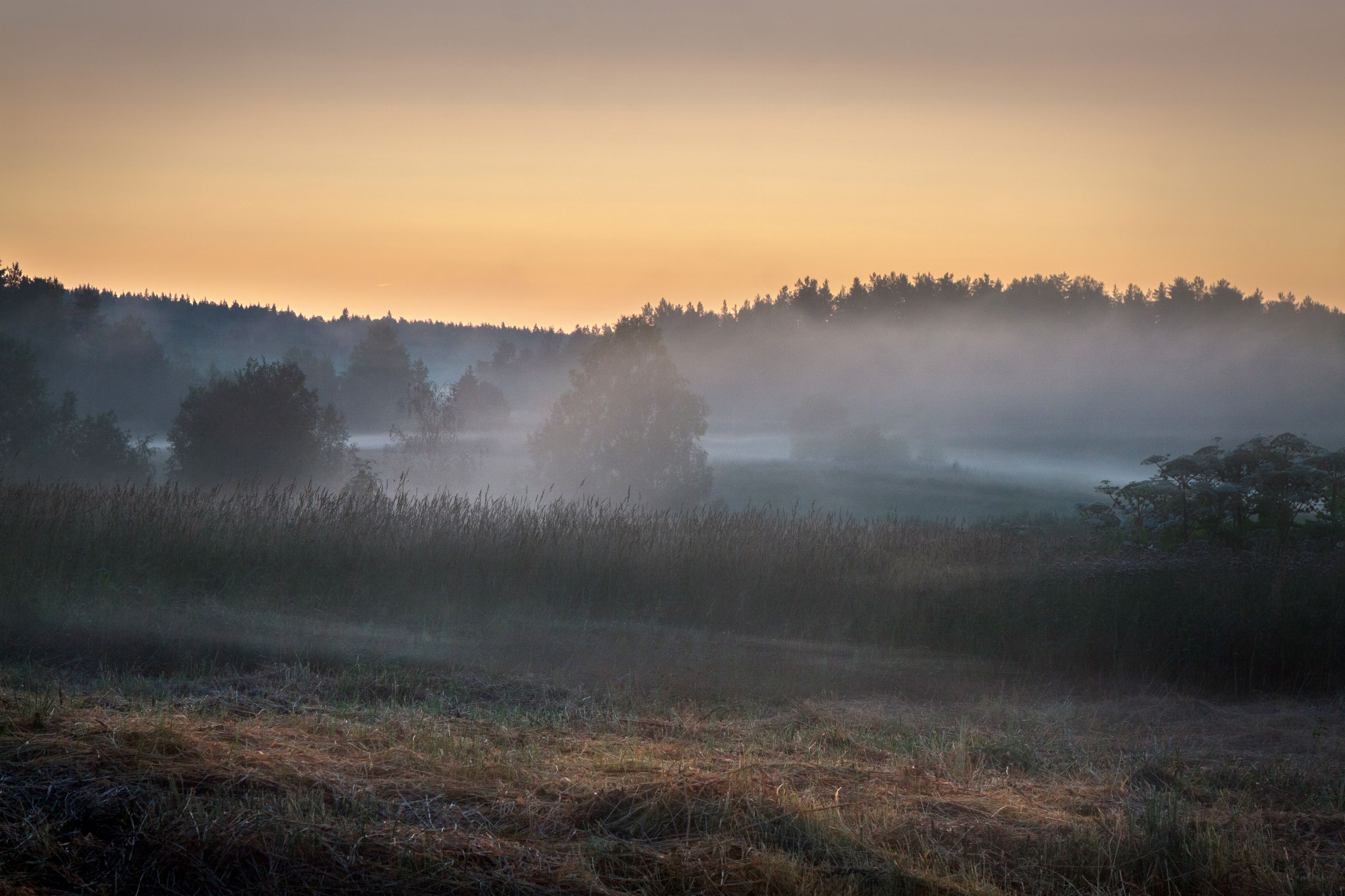 поле рассвет восход туман сено трава куст лес, Светлана Холодняк