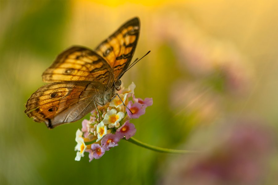 Butterfly, flower, , Budi Gunawan