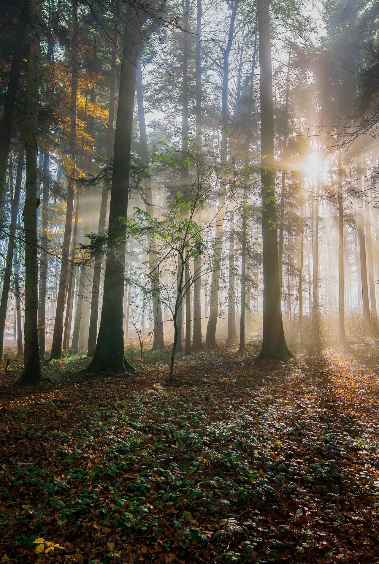 switzerland, forest, sun, fog, autumn, Alex