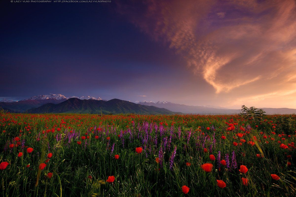 киргизия, бишкек, ала-тоо, горы, май, маки, горные цветы, lazy_vlad, lazyvladphoto, Lazy Vlad