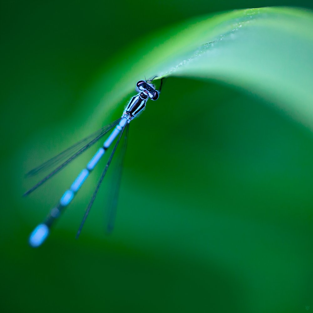dragonfly, macro, nature, green, Wojciech Grzanka
