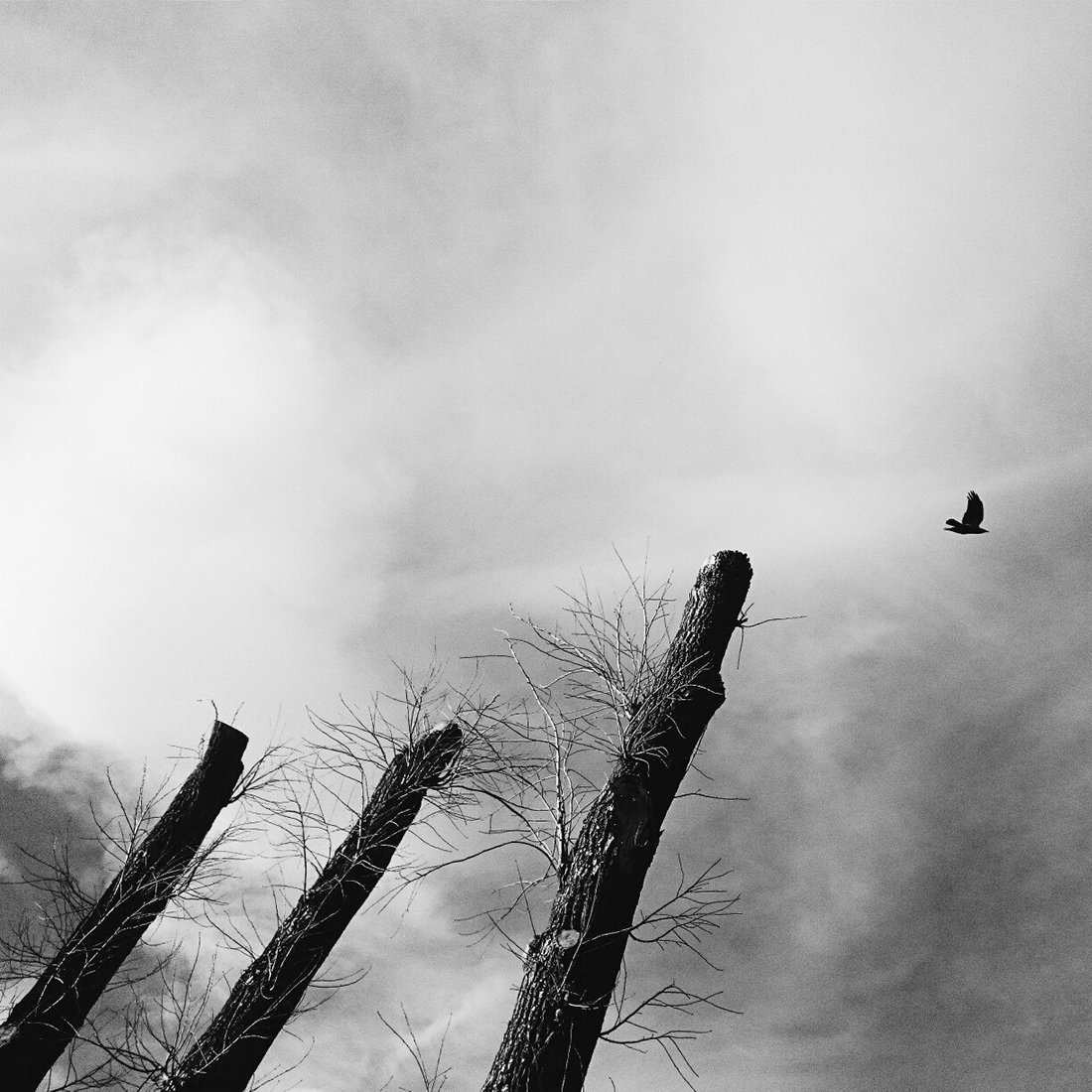 Bird, Black & white, Photo, Tree, Рустем Галямов