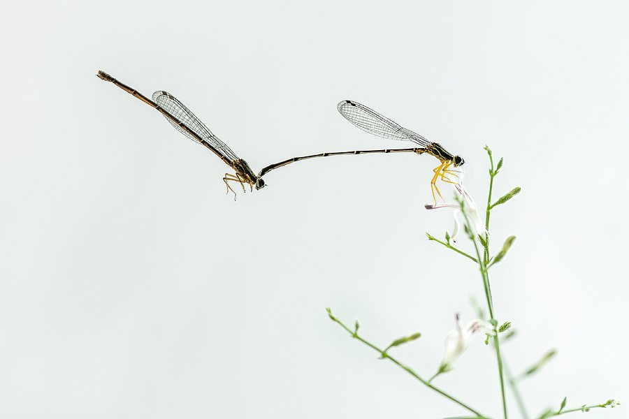 damselfly, malting, Budi Gunawan