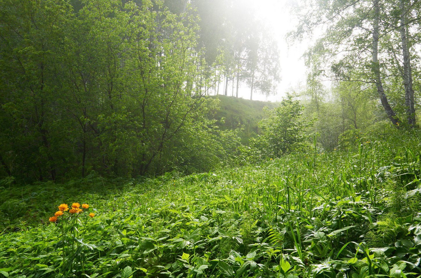 утро, лес, трава, огоньки, Сергей Романчук