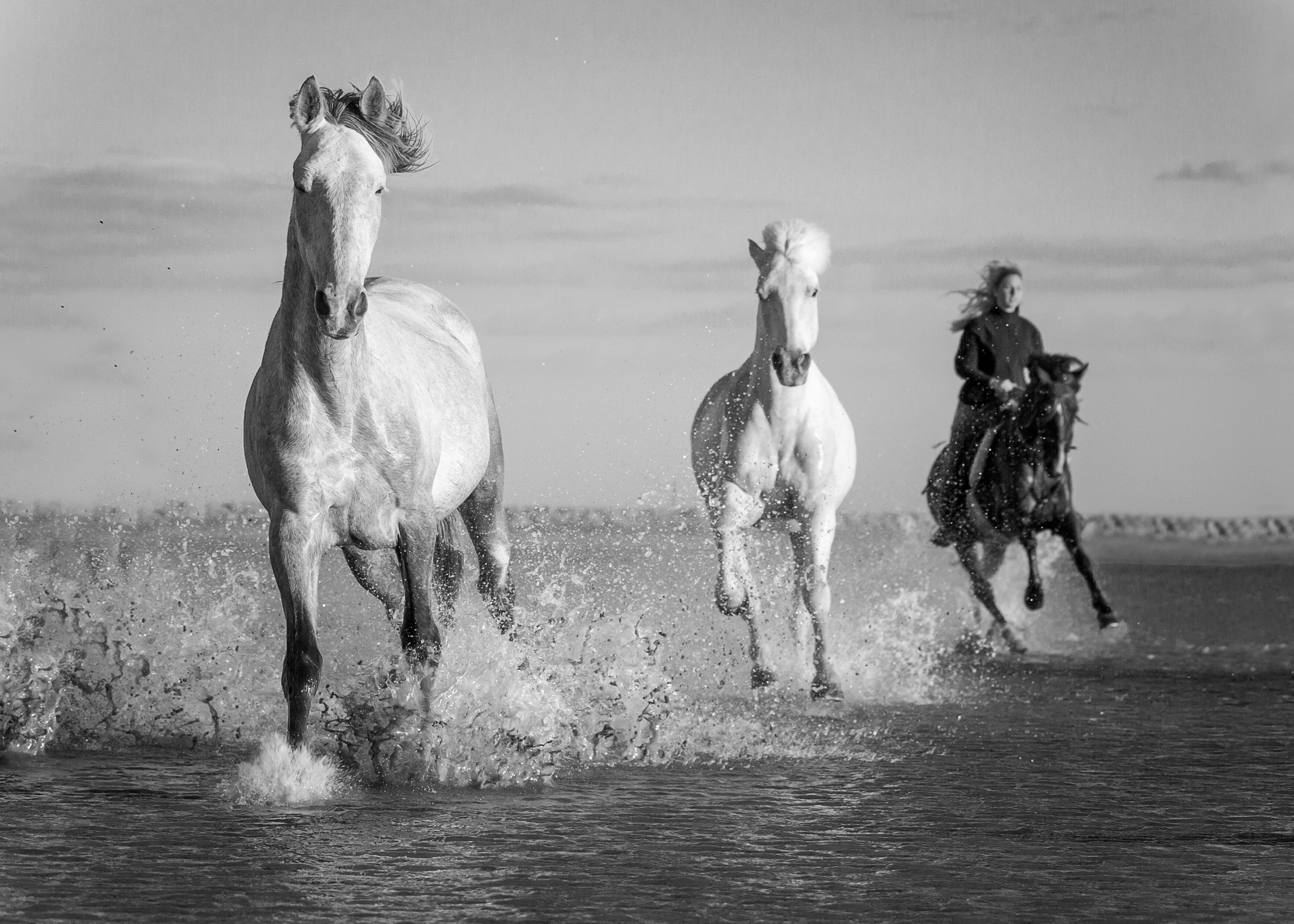 horses, France, Camargue , Jevgenija Sepeliova