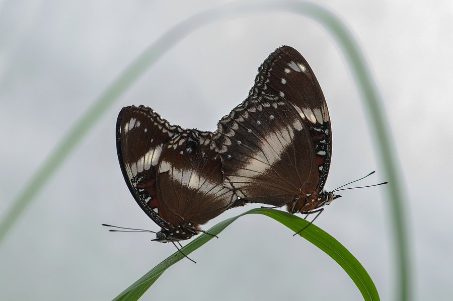Butterfly, malting, minimalis, Budi Gunawan