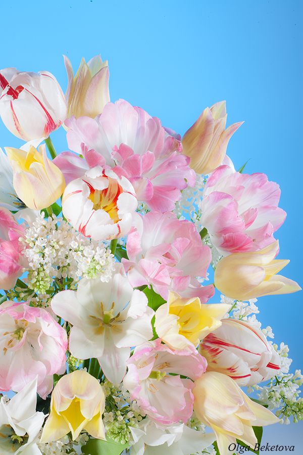 тюльпаны, букет, цветы, Бекетова Ольга