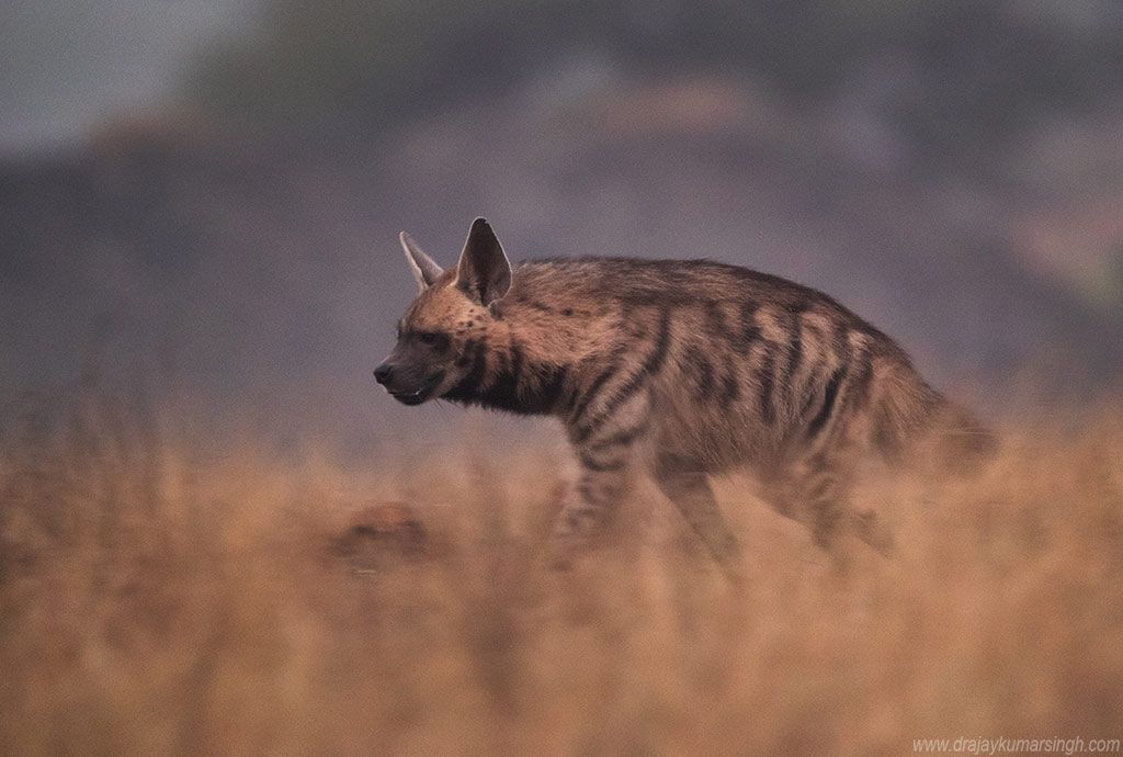 Hyena in early morning, Dr Ajay Kumar Singh
