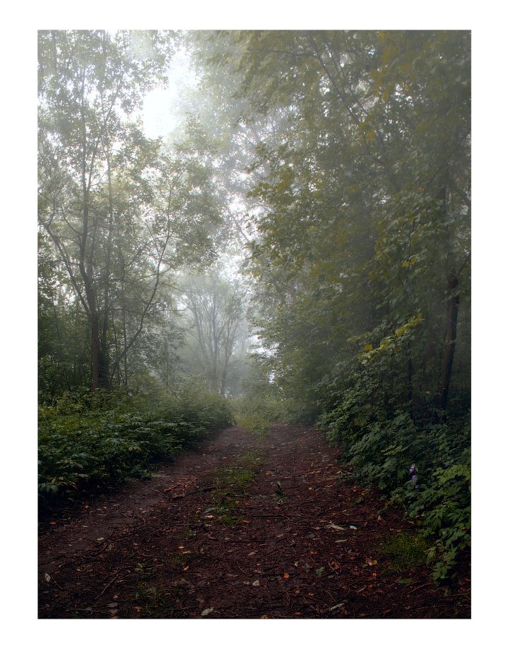 лес, утро, туман, дорожка,, Сергей Шабуневич