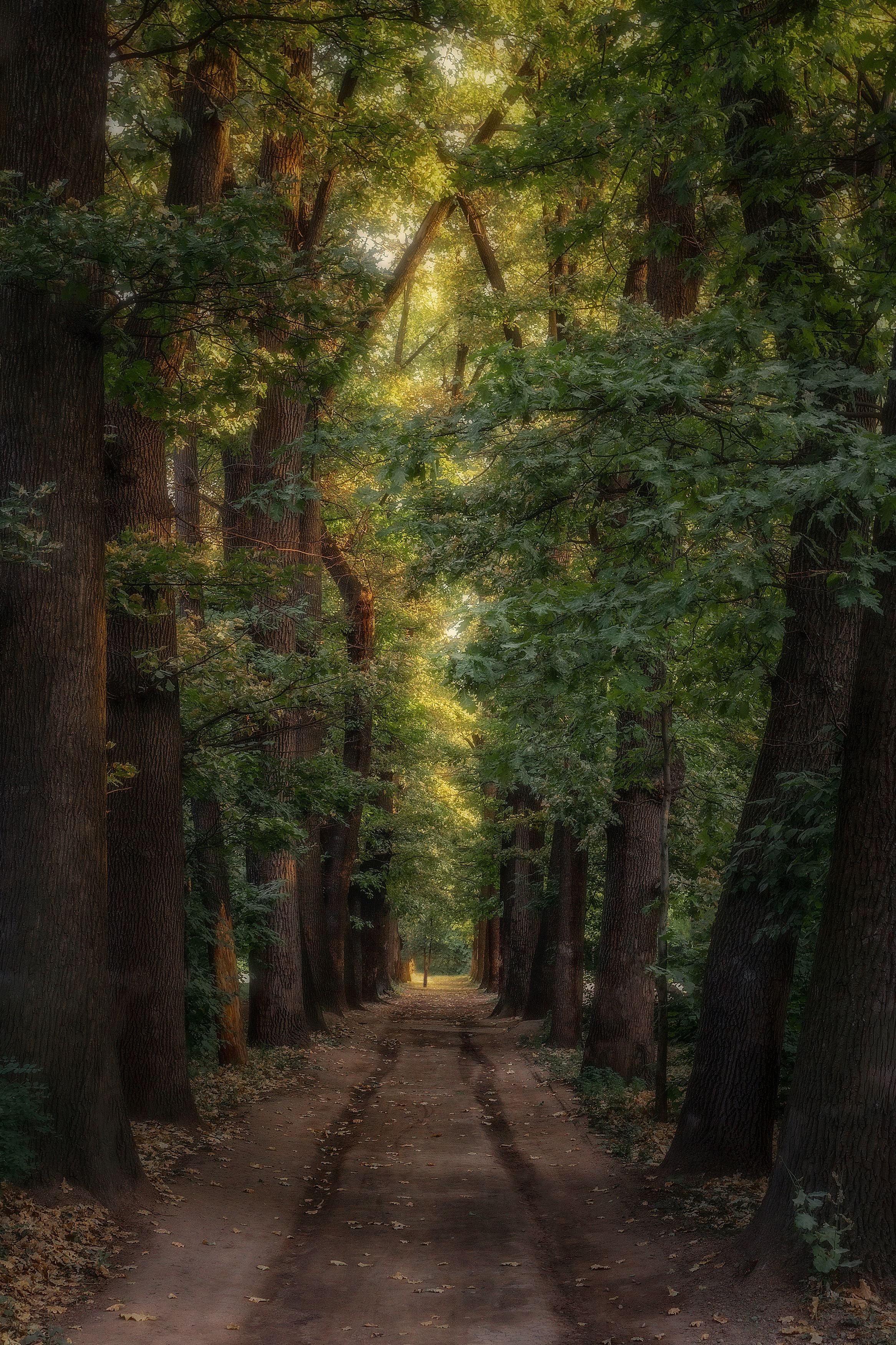 лето пейзаж аллея деревья дубы роща свет цвет зелёный вечер природа фотограф, Еремеев Дмитрий