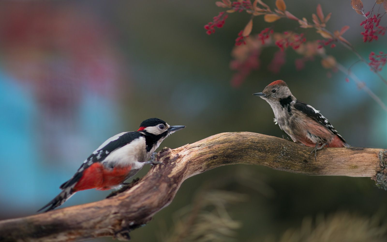птицы, дятел, wildlife, birds, middle spotted woodpecker, зима, great spotted woodpecker, Алексей Юденков