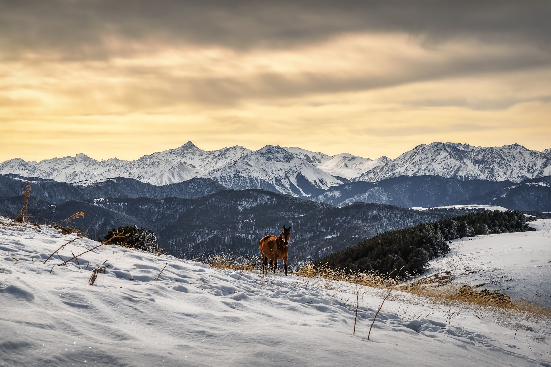 горы, кавказ, лошадь, Zakharov Armen