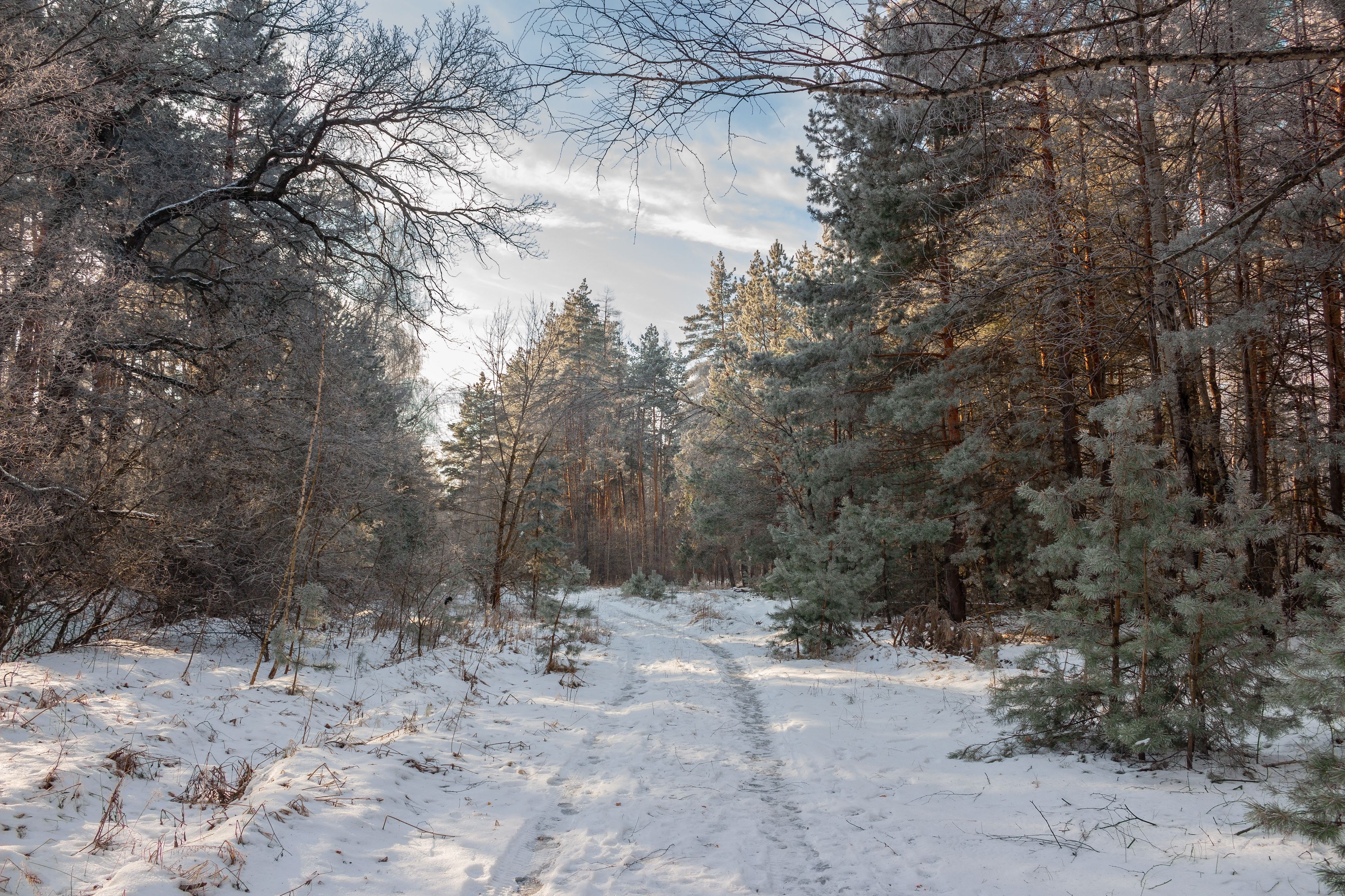лес, деревья, зима, иней, природа, Востриков Руслан