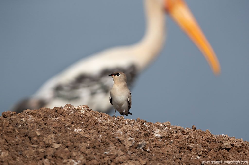 Small pratincole painted stork, Dr Ajay Kumar Singh