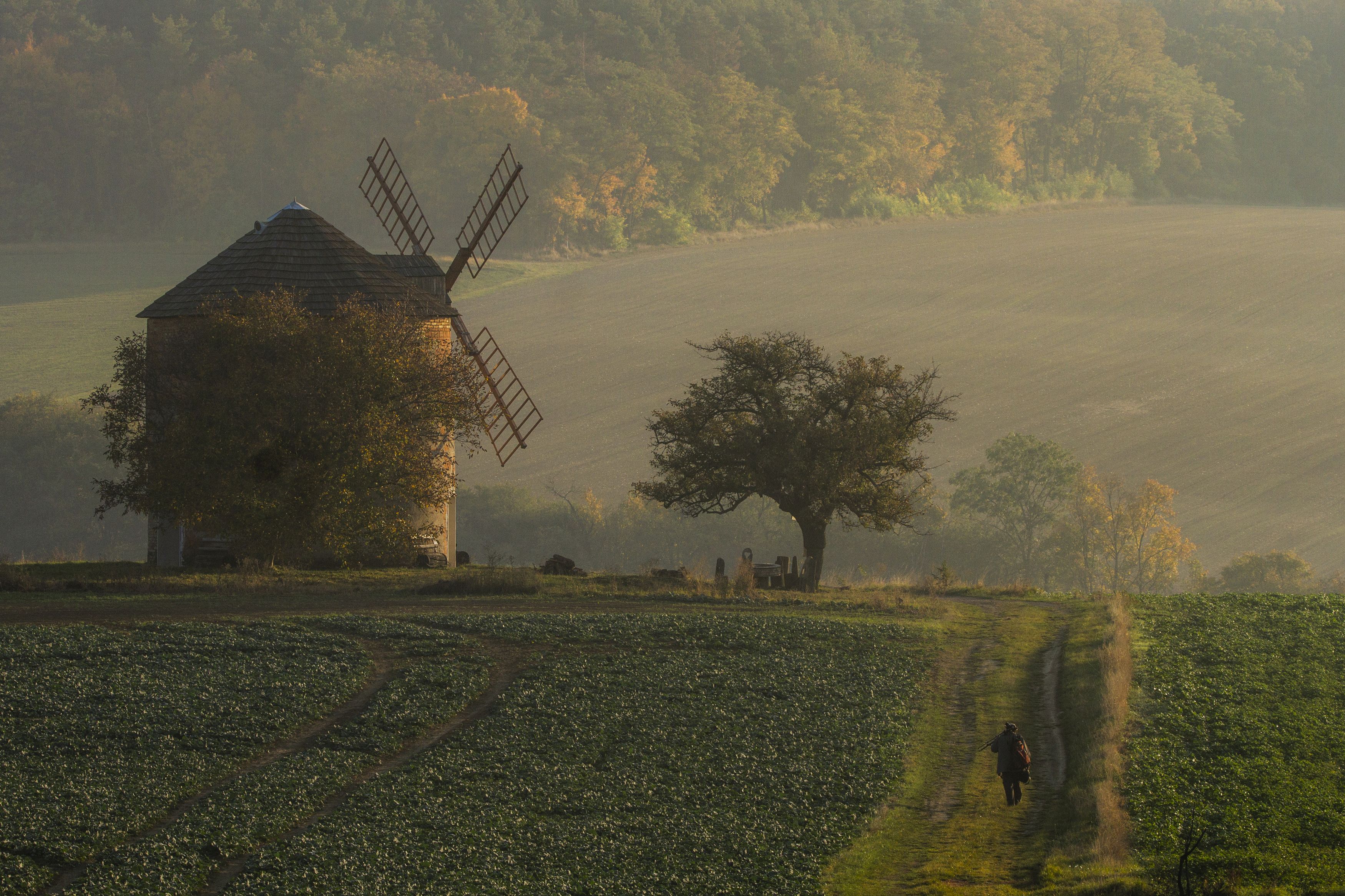 photography, cyfka, fog, tree, rural, morning, natur, landscape - scenery, landscape, windmill, rural, dyllic, Damian Cyfka