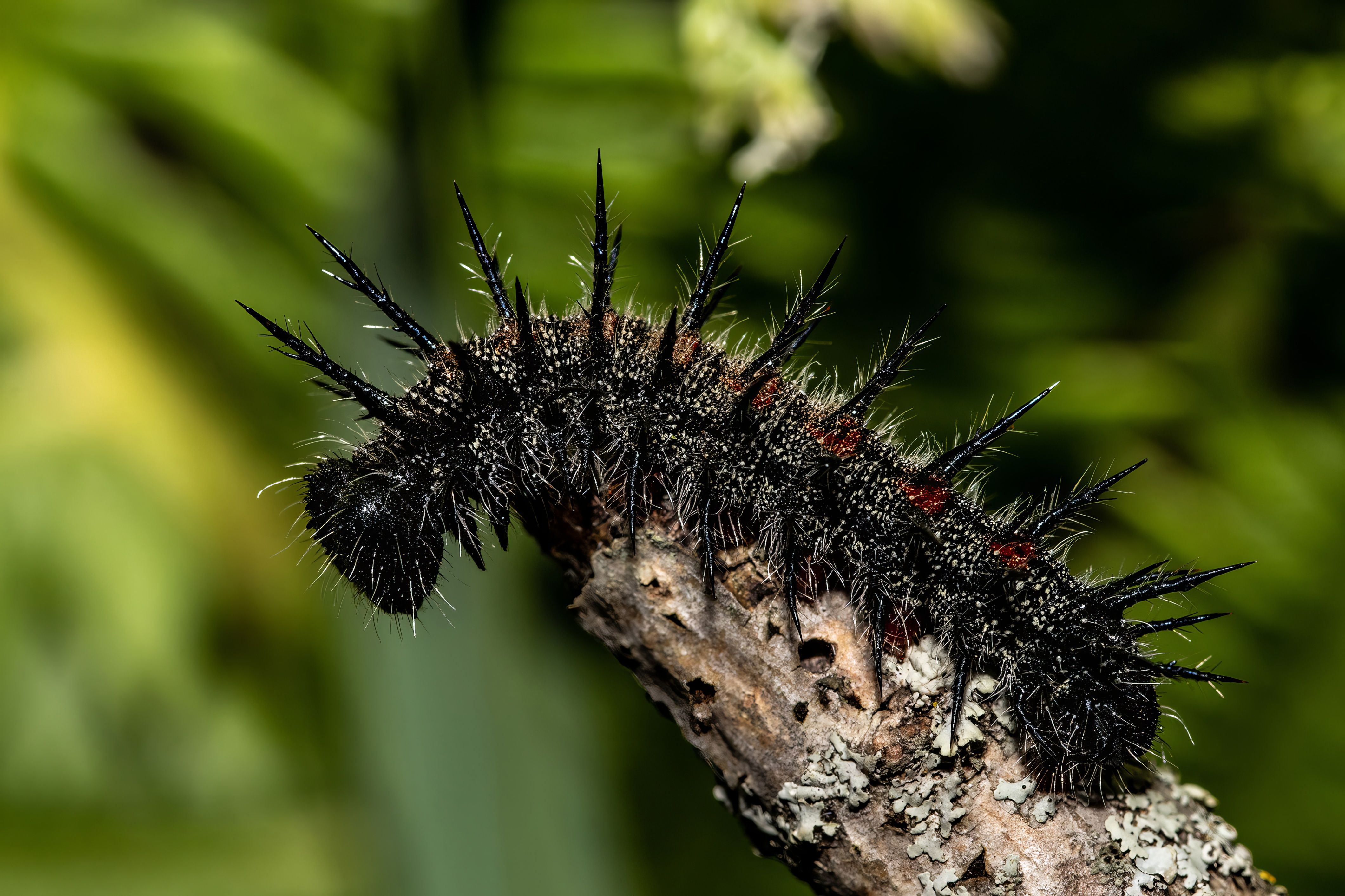 lepidoptera, caterpillar, insect, insectphoto, insectmacro, insectlovers, macrophoto, macrophotography, nature, enthomology, Stephane