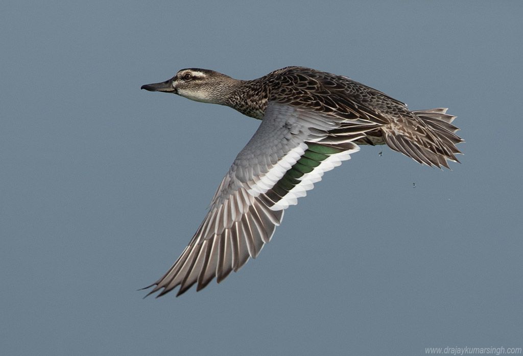 Garganey , Dr Ajay Kumar Singh