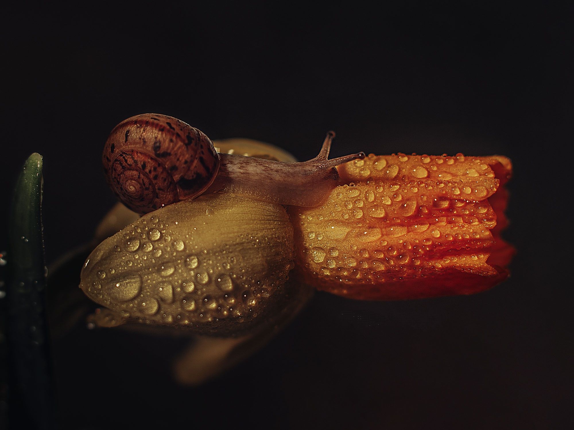 макро, macrophoto, macro, snails, snail, mushroom, Rogozina Olga