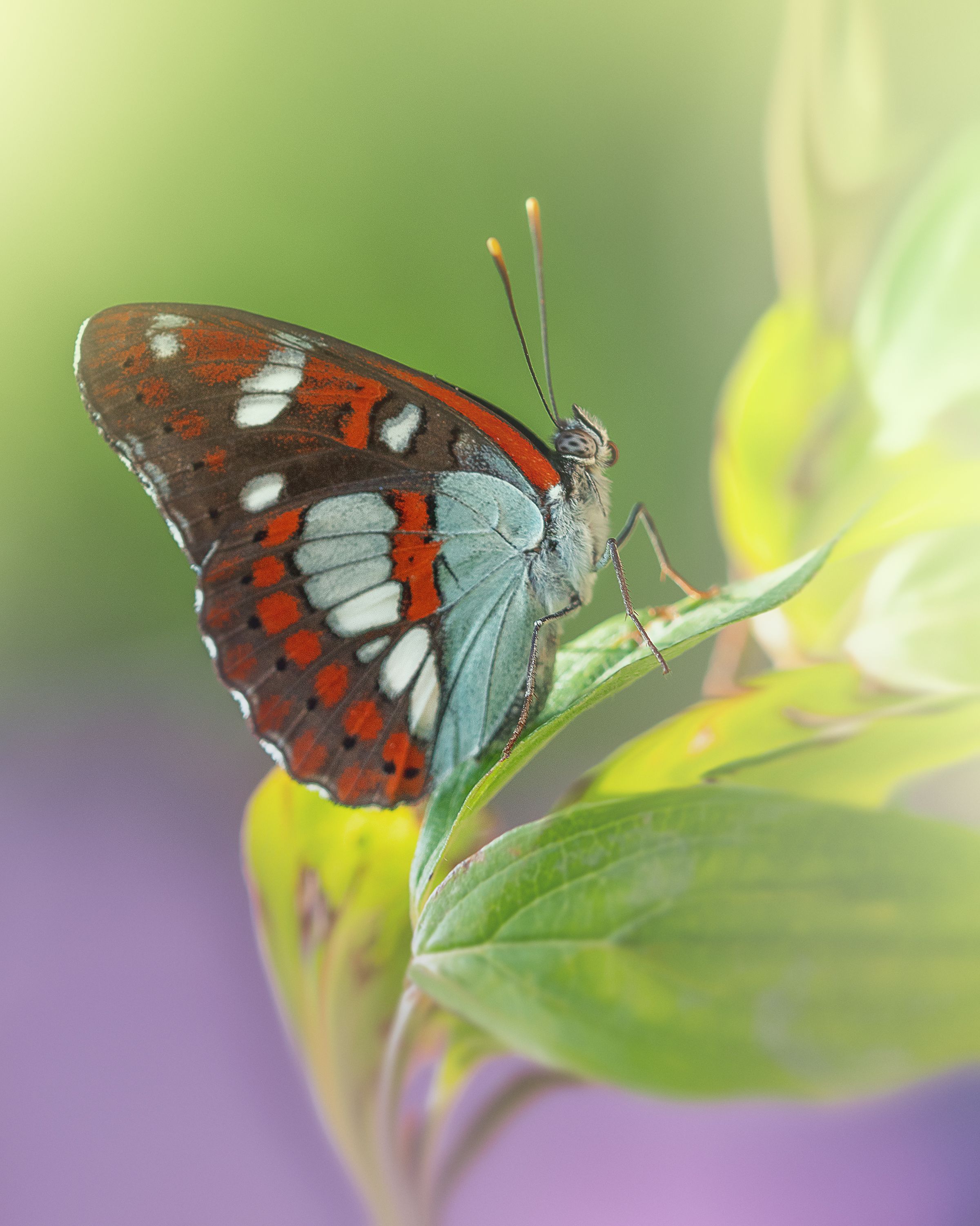 macro butterfly georgia, PAPKIAURI TORNIKE