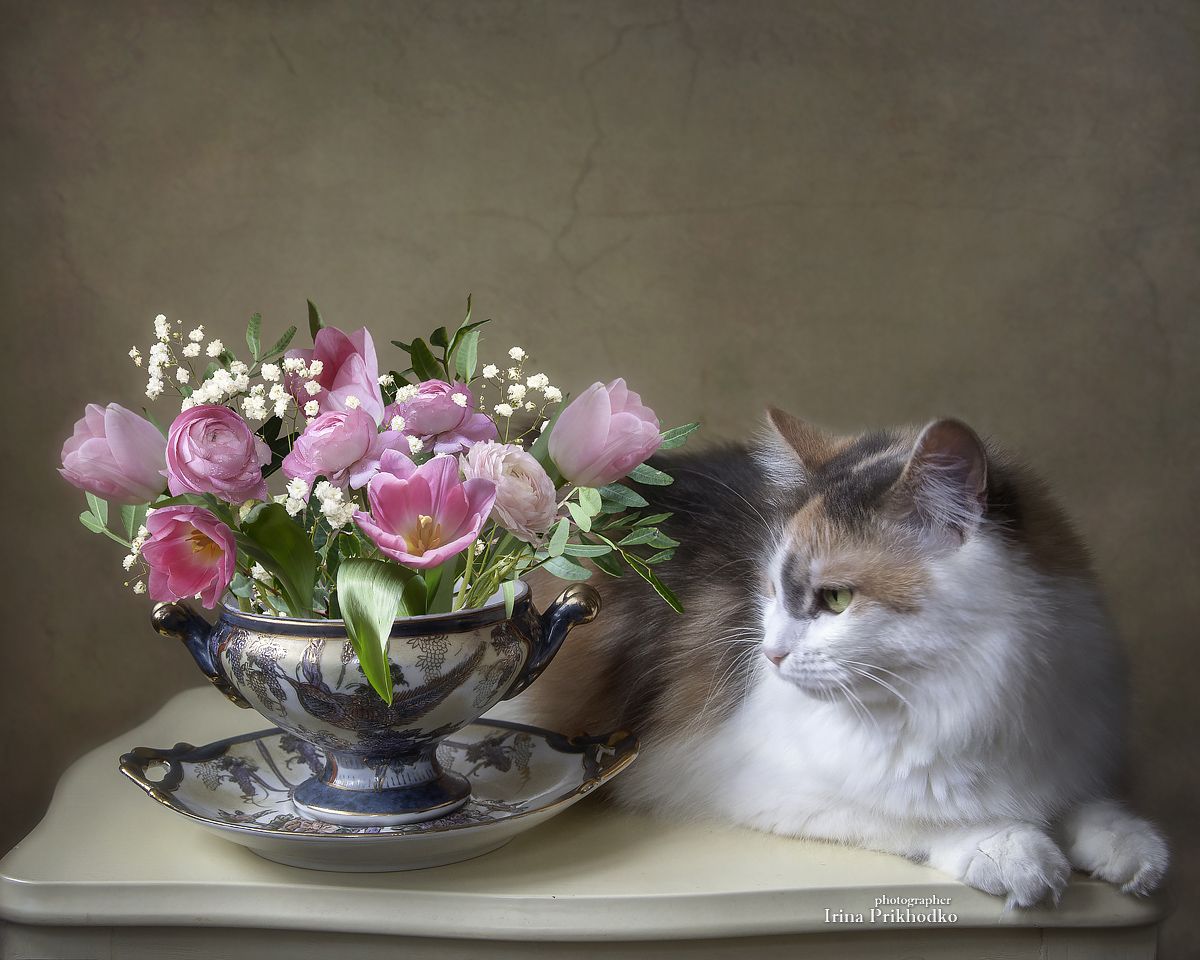 натюрморт, постановочное фото, цветы. домашние животные, букеты, кошка, Приходько Ирина