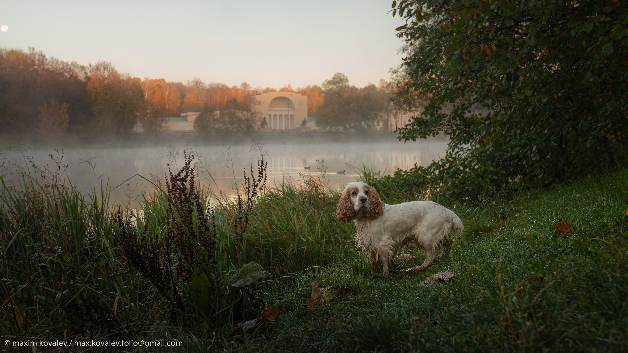 Europe, Kuzminki, Moscou, Moscow, Moscow region, Russia, animal, architecture, autumn, dog, fog, gauze, haze, morning, nature, park, pond, spaniel, stables, sunrise, water, yard, Европа, Кузьминки, Кузьминский верхний пруд, Москва, Московская область, Под, Максим Ковалёв