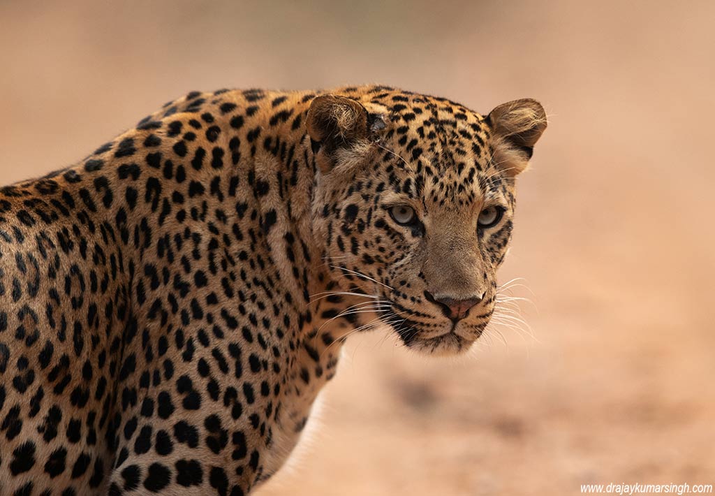 Leopard Jhalana, Dr Ajay Kumar Singh