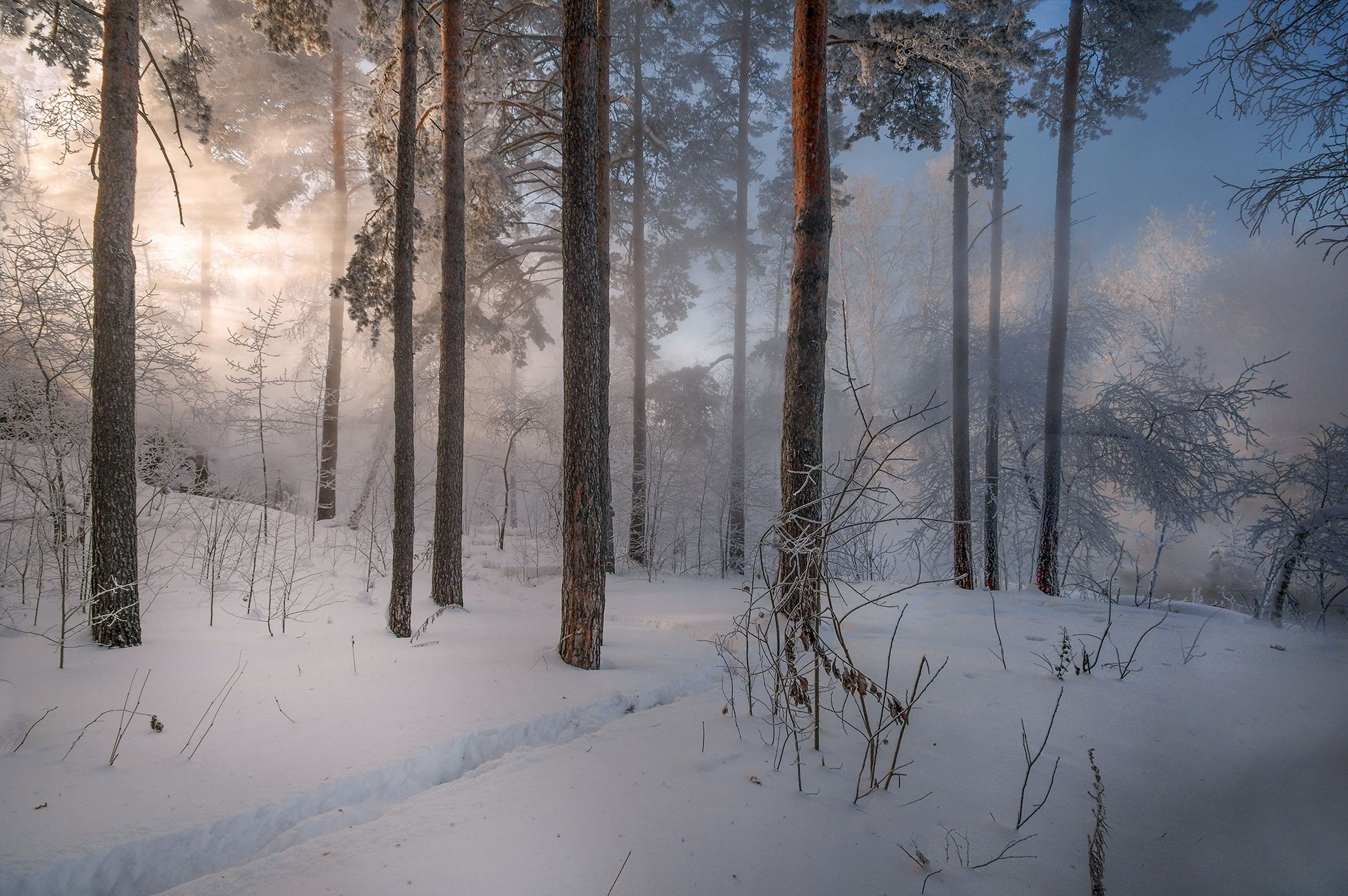 сибирь, зима, снег, туман, свет, природа, лес, Чичкин Валерий