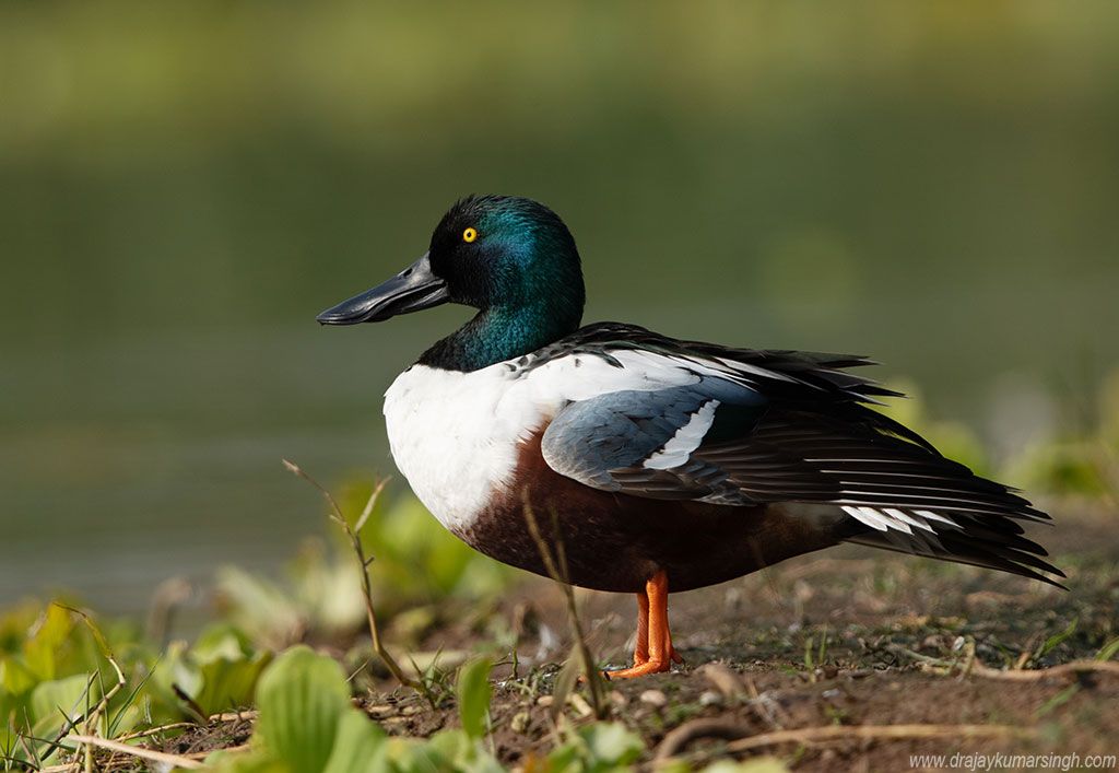 Northern shoveler, Dr Ajay Kumar Singh