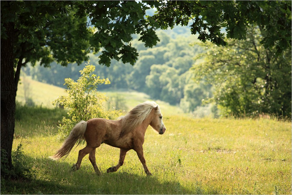 Записать лошадку. Лошади на природе. Лошади лето. Красивые пейзажи с лошадьми. Красивые лошади на природе.
