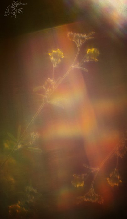 трава, солнце, радуга, монокль, зеркало, Ольга Брага (Eglantier)