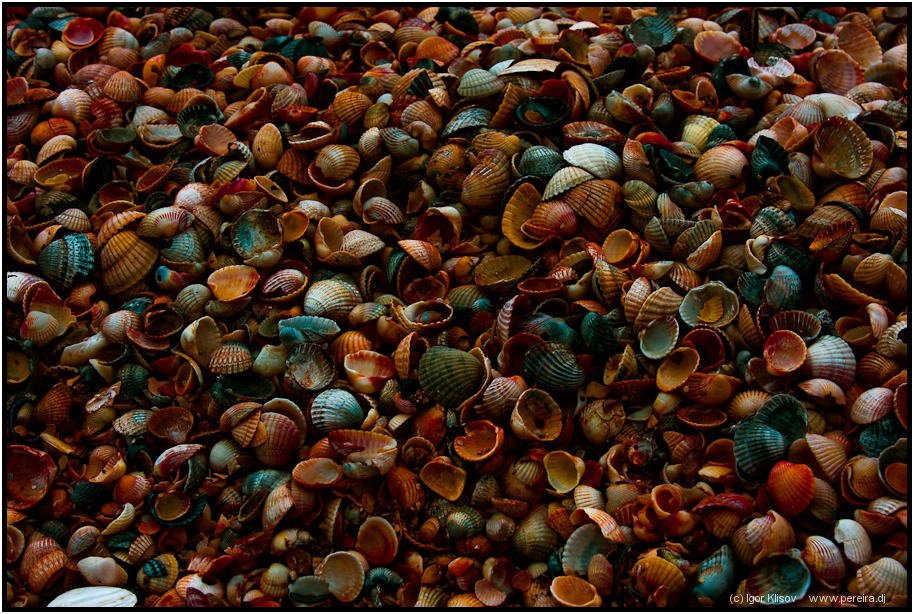 ракушки, азовское море, пляж, Sebastiano Pereira