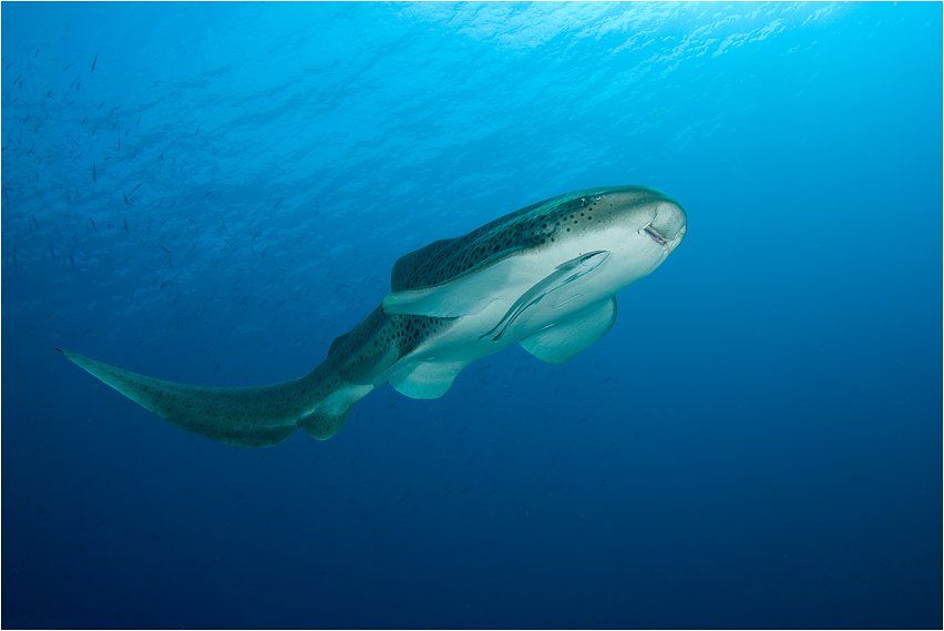 акула, леопардовая, Сергей Шанин