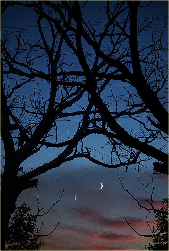ночь, луна, дерево, мистика, Lampadina (Svetlana Maximova)