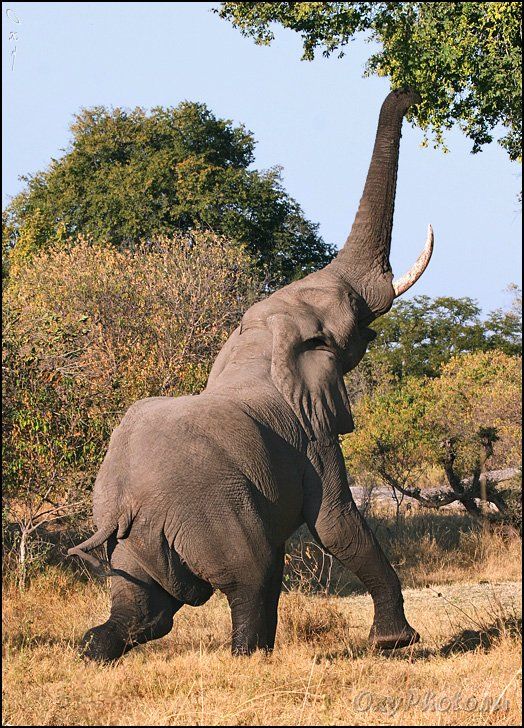 africa, botswana, okavango delta, африка, ботсвана, дельта окаванго, слон африканский, loxodonta africana, Оксана Борц