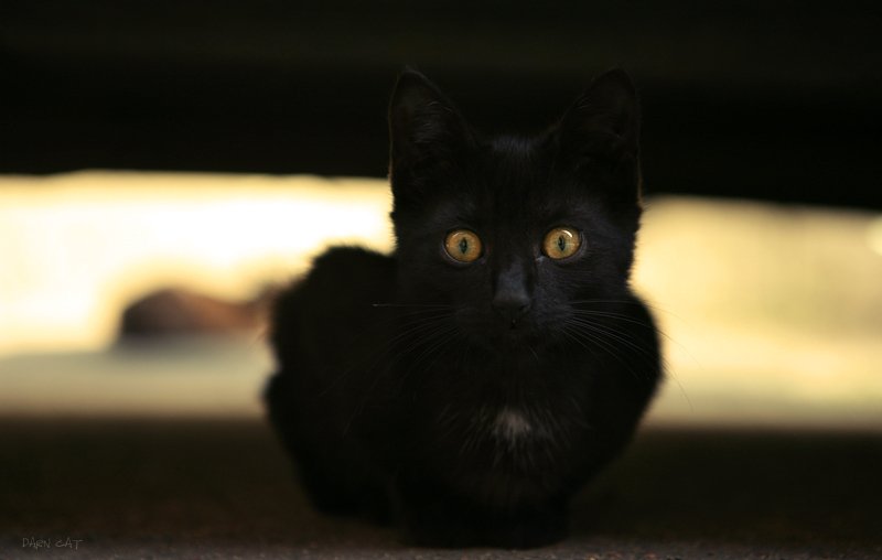 котенок, черный, под, автомобилем, жизнь, Darn Cat