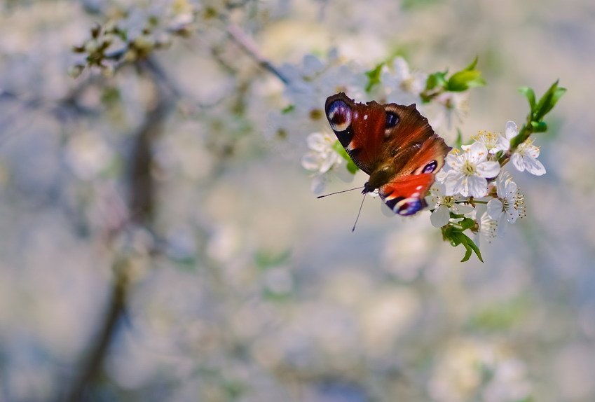 Бабочка, Весна, Деревья, Цветы, Марина Мищенко