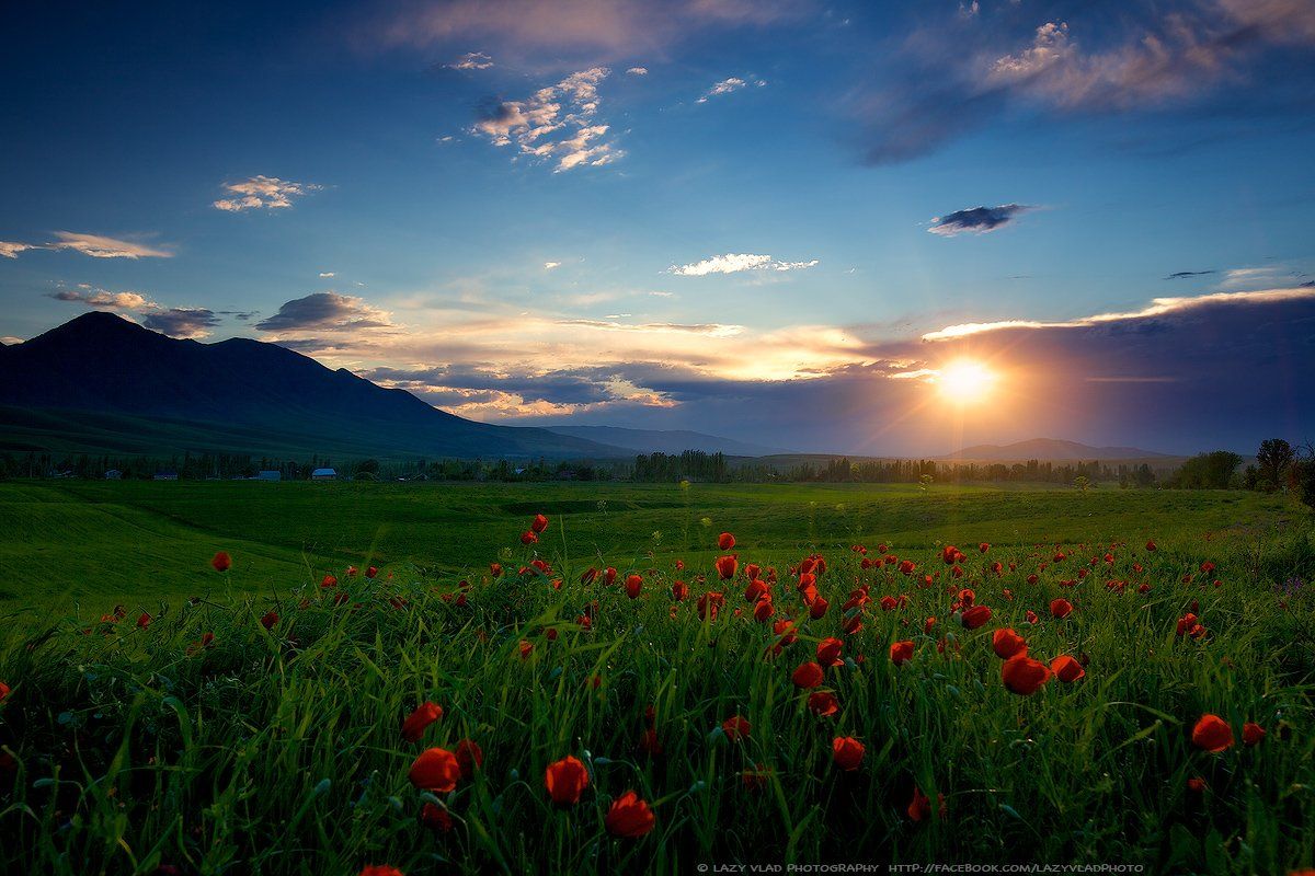 киргизия, бишкек, ала-тоо, горы, май, маки, горные цветы, lazy_vlad, lazyvladphoto, Lazy Vlad