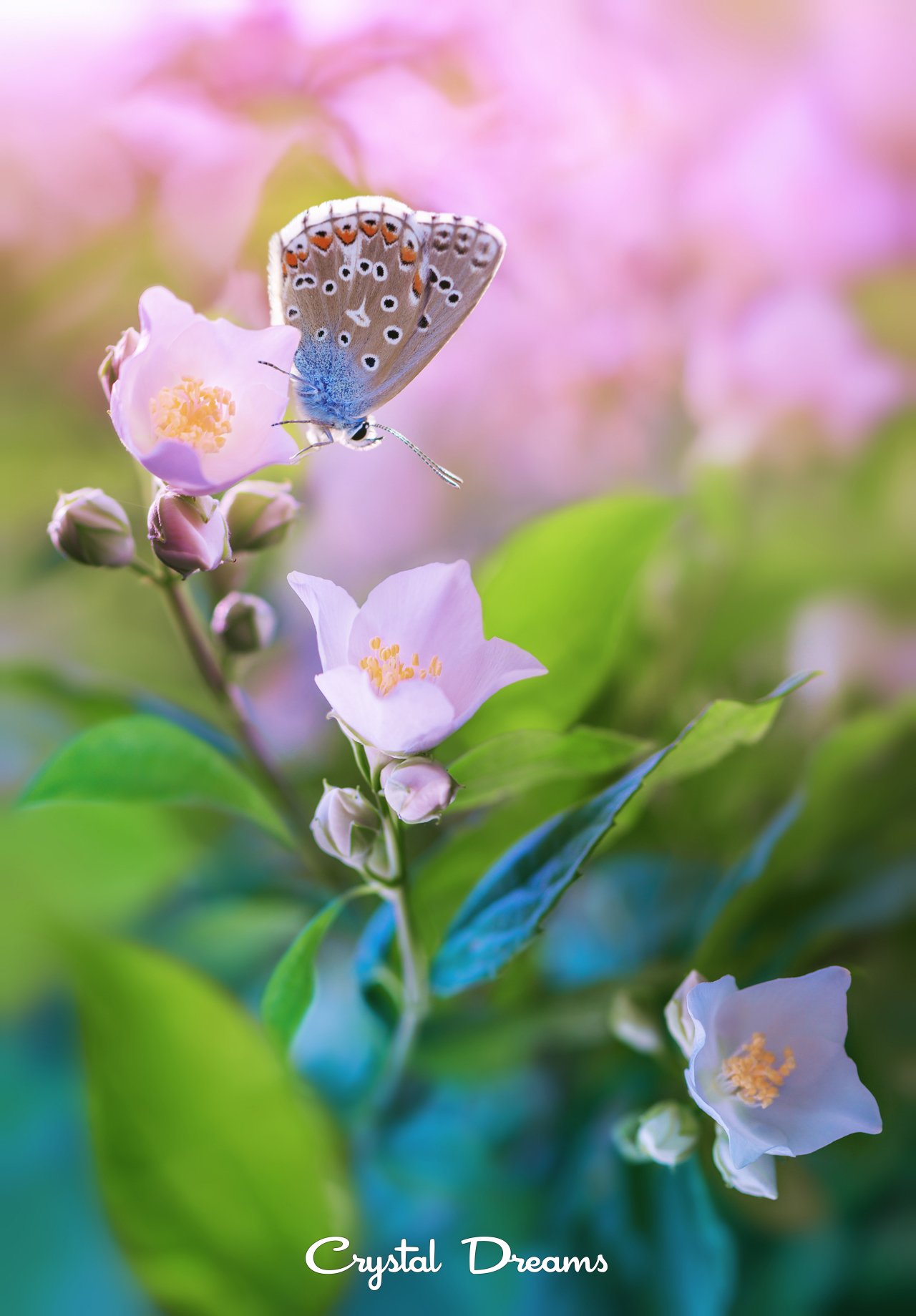 #butterfly #art #beautiful #colo, beauty, butterfly, butterfly art beautiful color cr, color, crystal dreams, flower, garden, macro, nature, spring, summer, Татьяна Крылова