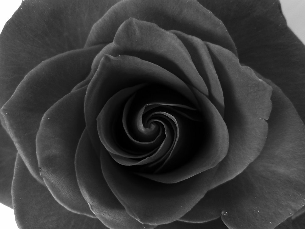 Blackandwhite, Flower, Macro, Rose, Ксения