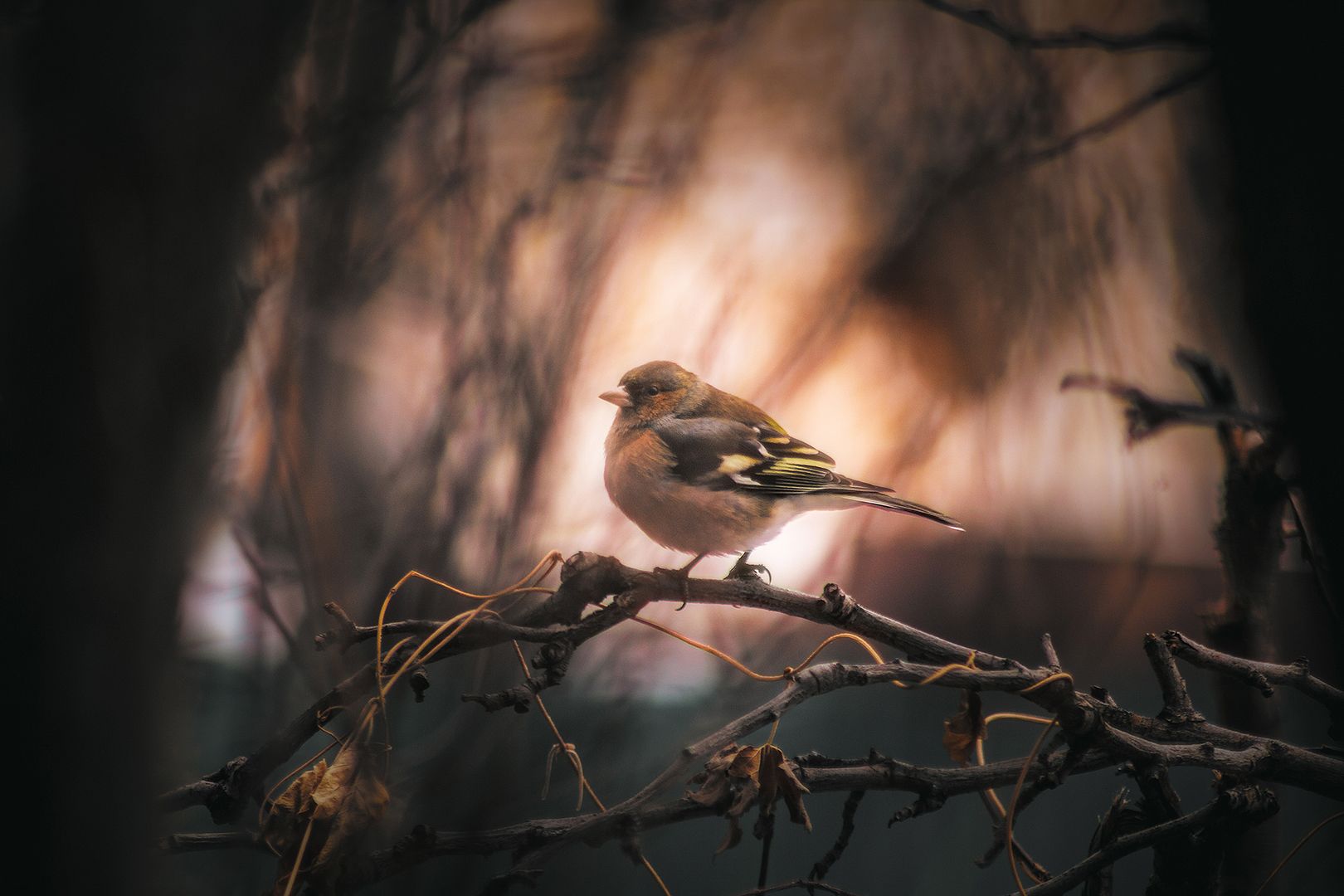фотоохота природа птица свет цвет, Еремеев Дмитрий