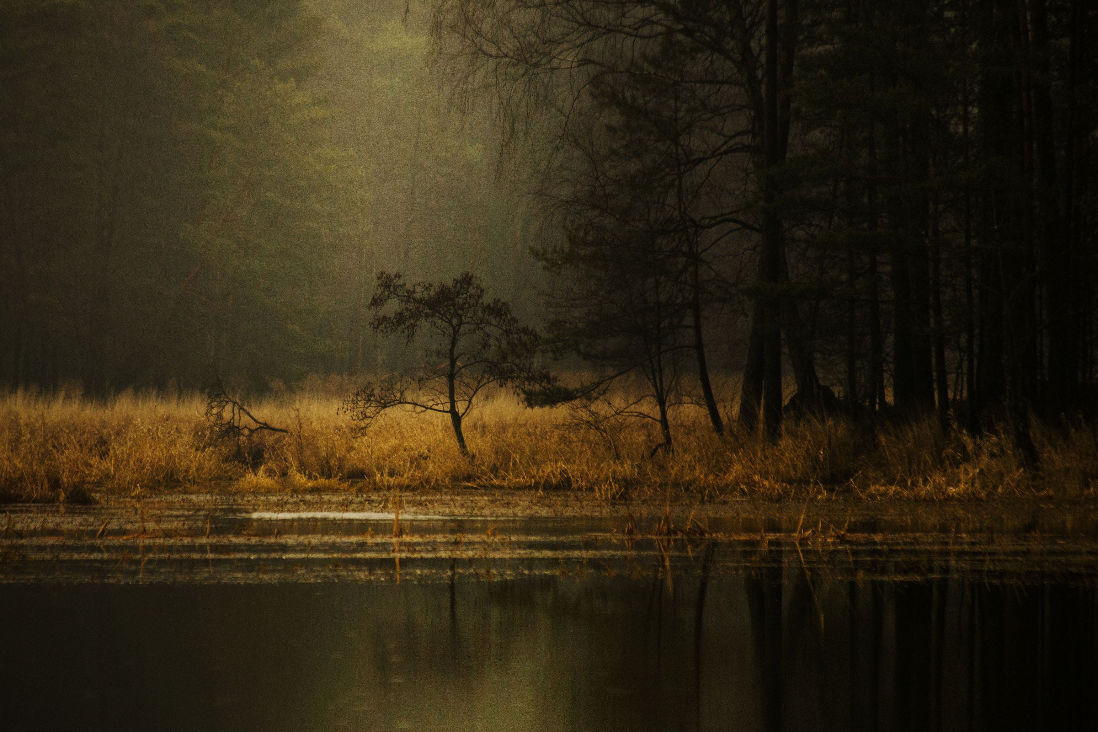 horizontal, photography, nature, reflection, lake, tree, water, landscape, forest, fog, landscape, rain, trees, damiancyfka,canon, Damian Cyfka