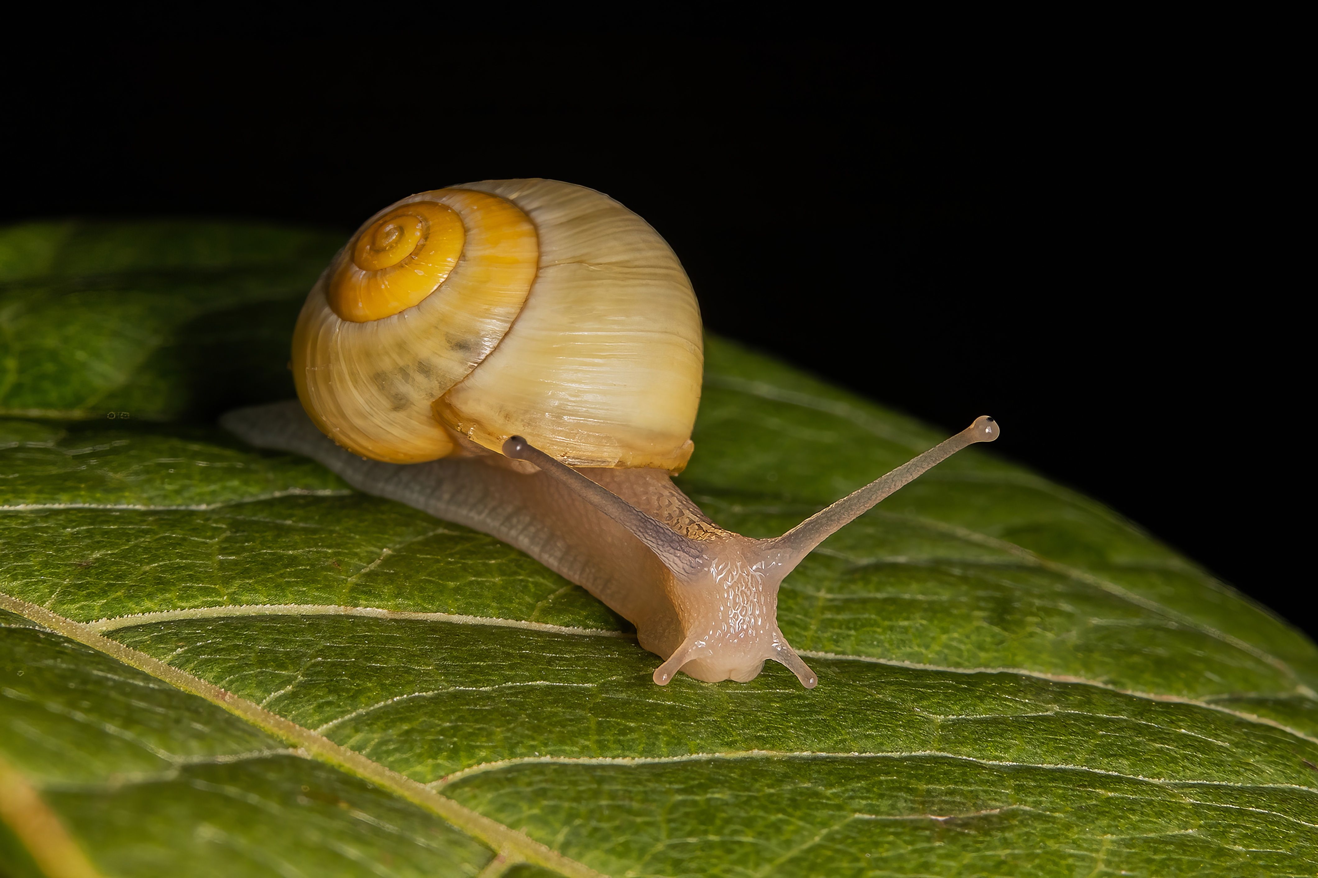 snail, gastropods, animal, macrophoto, nature, Stephane