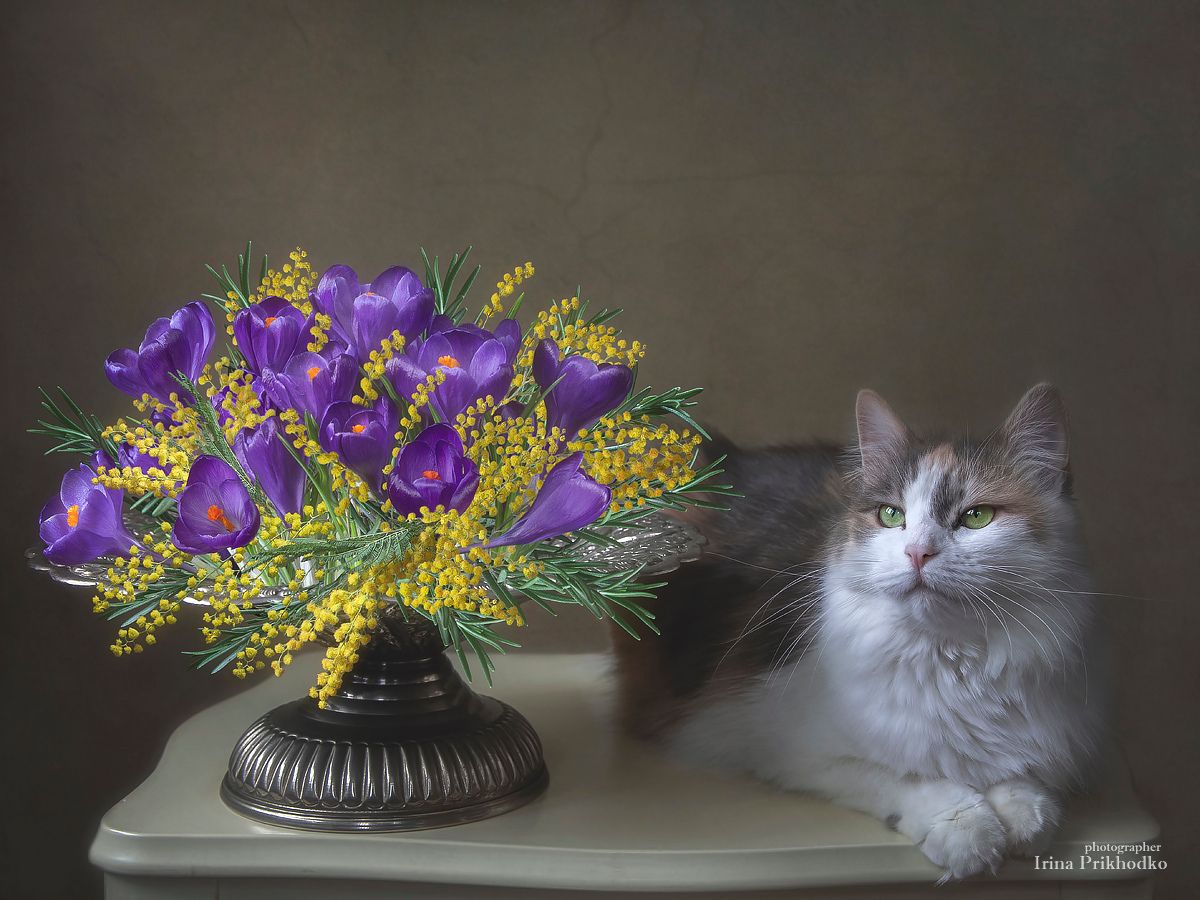 натюрморт, цветы, подарок, домашние животные, кошка, букеты, цветочные композиции, Приходько Ирина