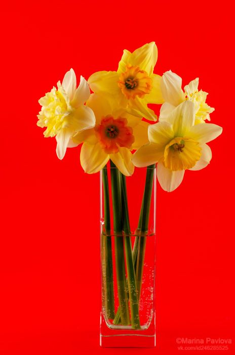 предметы, натюрморт, цветы, 8 марта, нарциссы, Павлова Марина