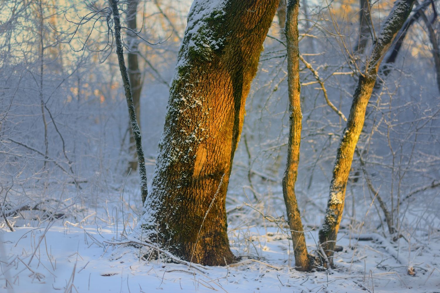 зима утро лес, Александр Жарников
