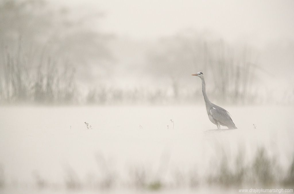 Grey heron, Dr Ajay Kumar Singh