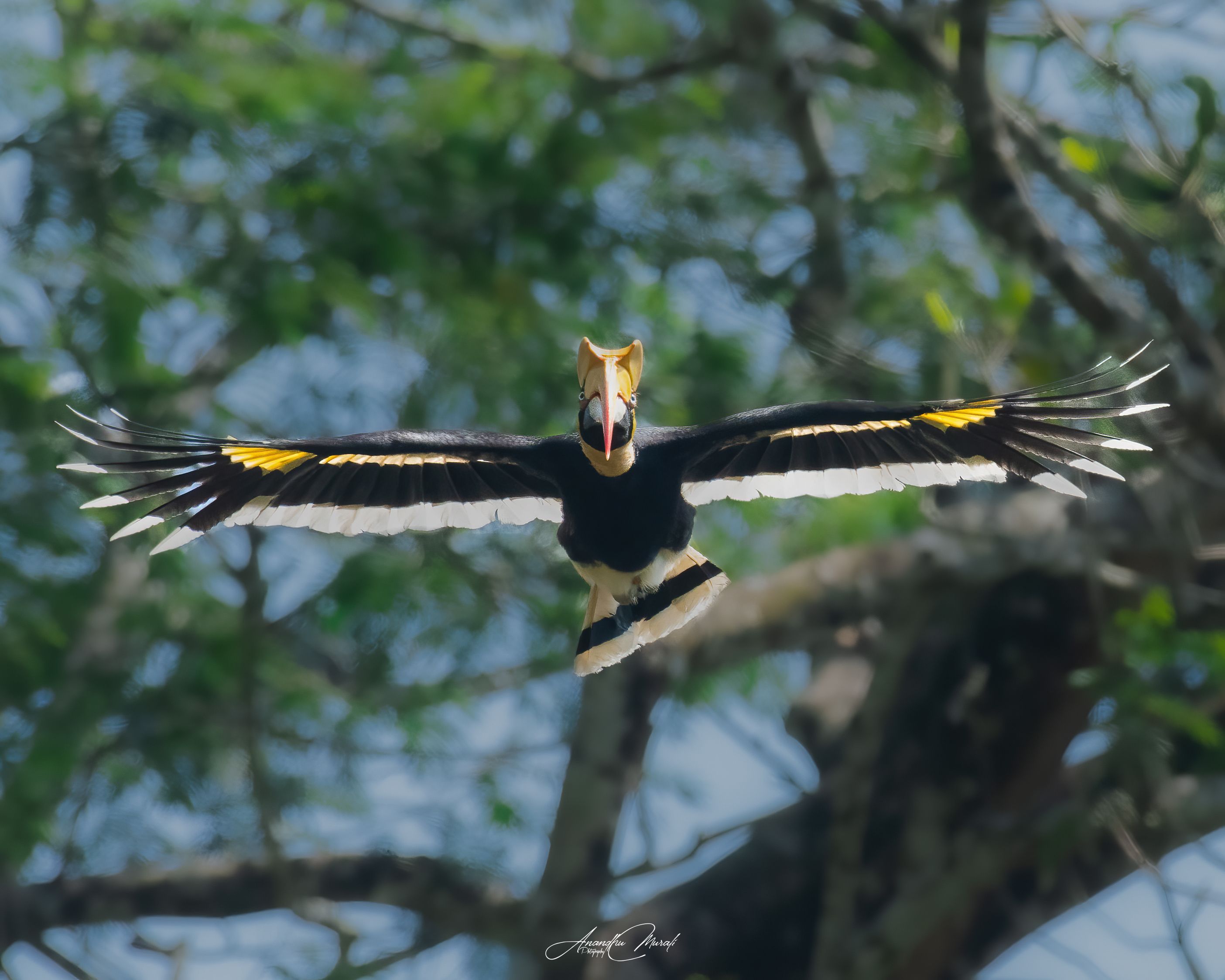 kerala wildlife hornbill india birds, Anandhu M