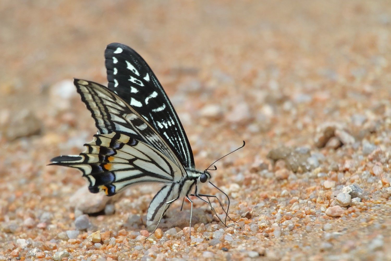 бабочка парусник ксут Papilio xuthus, Евгений Слободской